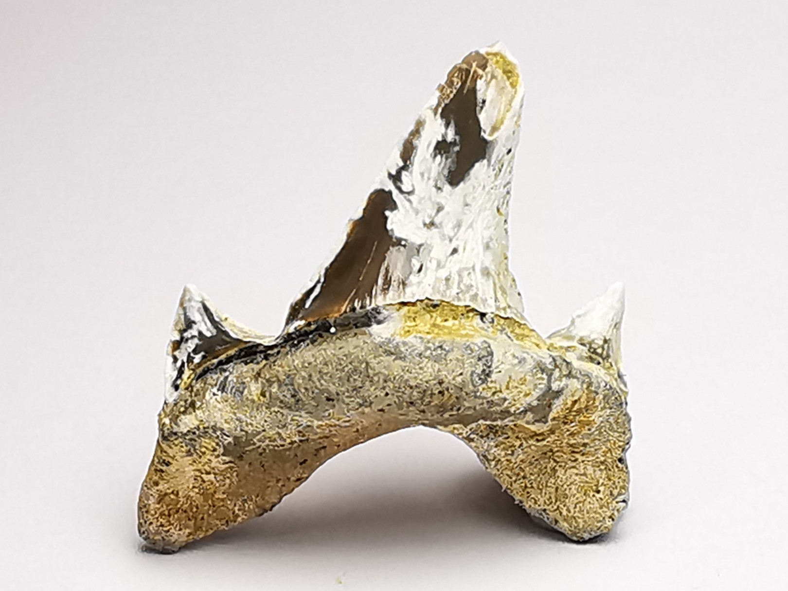 shark tooth Cretodus crassidens - Cenomanian (Texas)