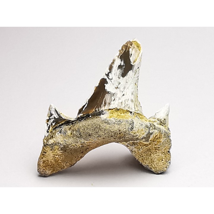 dent de requin Cretodus crassidens - Cénomanien (Texas)