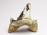 dent de requin Cretodus crassidens - Cénomanien (Texas)