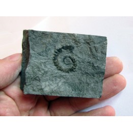 Spiroceras orbignyi 