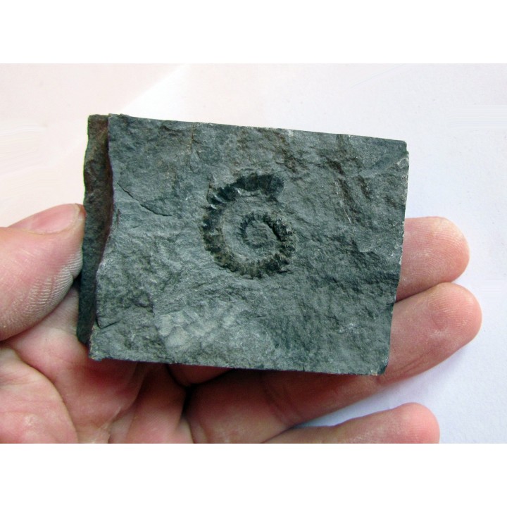 Spiroceras orbignyi 