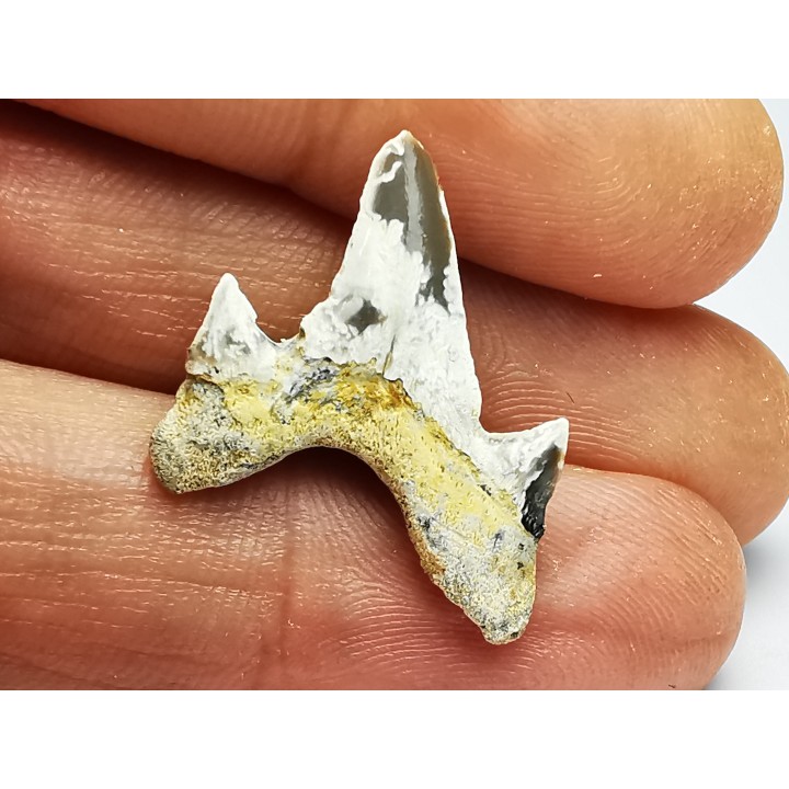 shark tooth Cretodus crassidens - Cenomanian (Texas)