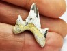 shark tooth Cretodus crassidens - Cenomanian (Texas)