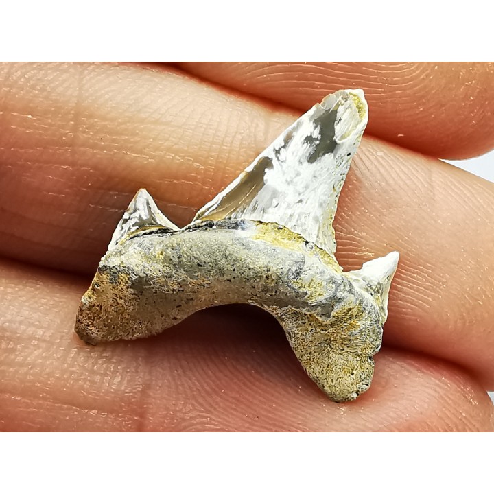 shark tooth Cretodus crassidens - Cenomanian (Texas)