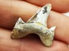 dent de requin Cretodus crassidens - Cénomanien (Texas)