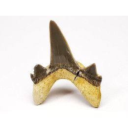 shark tooth Cretodus crassidens - Cenomanian (Texas)