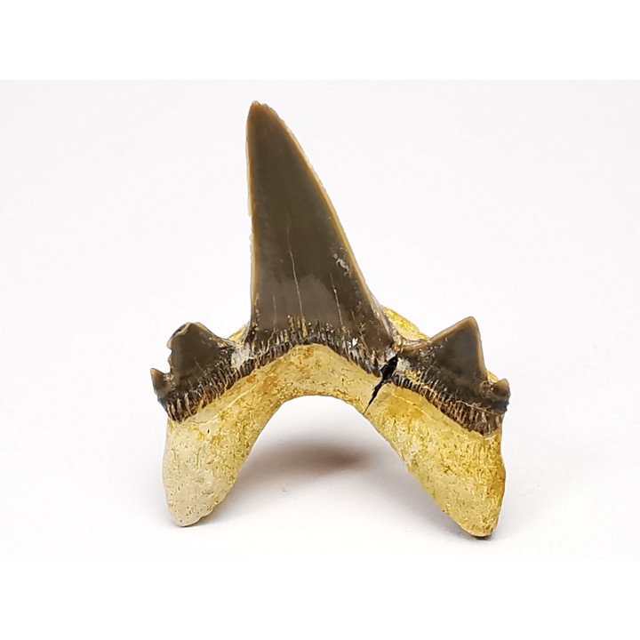 shark tooth Cretodus crassidens - Cenomanian (Texas)