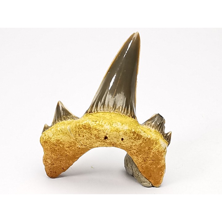 dent de requin Cretodus crassidens - Cénomanien (Texas)