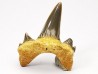 dent de requin Cretodus crassidens - Cénomanien (Texas)