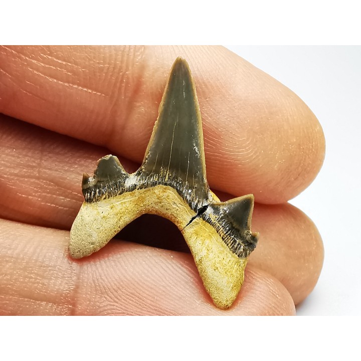 dent de requin Cretodus crassidens - Cénomanien (Texas)
