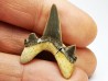 dent de requin Cretodus crassidens - Cénomanien (Texas)