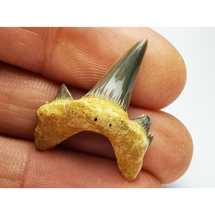 dent de requin Cretodus crassidens - Cénomanien (Texas)