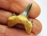 dent de requin Cretodus crassidens - Cénomanien (Texas)