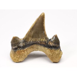 dent de requin Cretodus crassidens - Cénomanien (Texas)