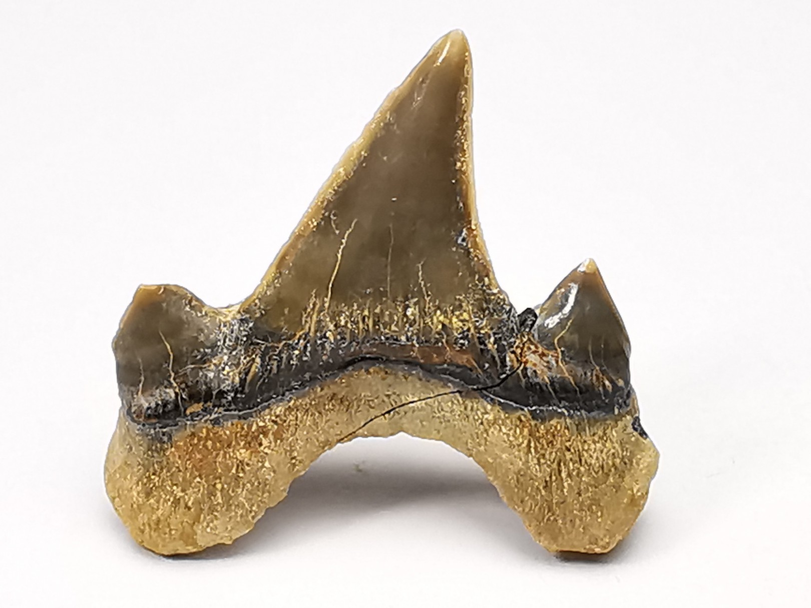 shark tooth Cretodus crassidens - Cenomanian (Texas)