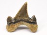dent de requin Cretodus crassidens - Cénomanien (Texas)