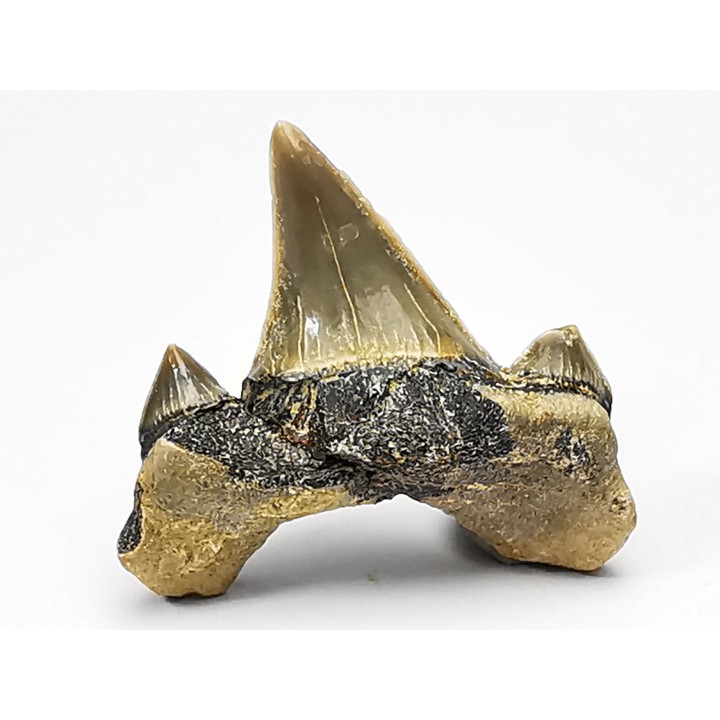 dent de requin Cretodus crassidens - Cénomanien (Texas)