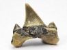 dent de requin Cretodus crassidens - Cénomanien (Texas)