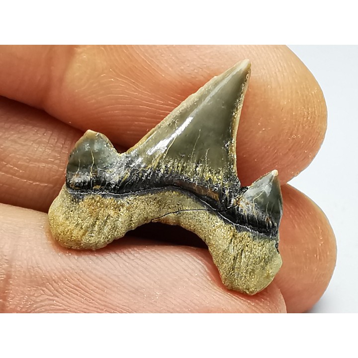 dent de requin Cretodus crassidens - Cénomanien (Texas)