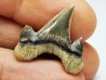 shark tooth Cretodus crassidens - Cenomanian (Texas)