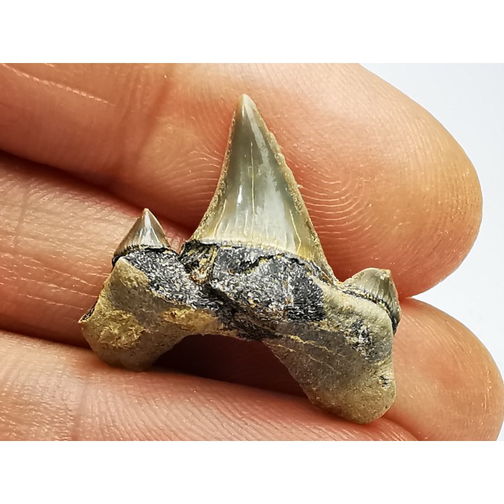 shark tooth Cretodus crassidens - Cenomanian (Texas)