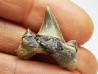 shark tooth Cretodus crassidens - Cenomanian (Texas)