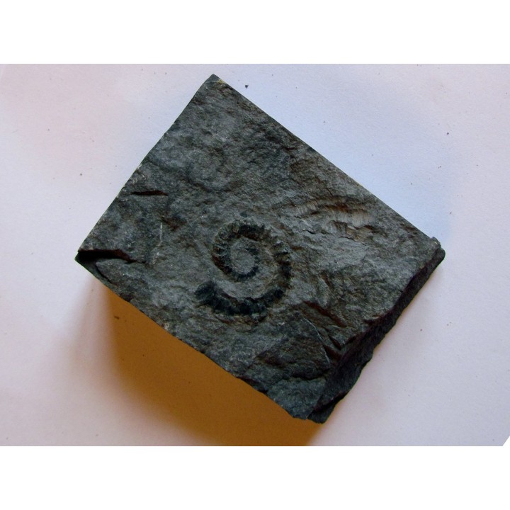 Spiroceras orbignyi 