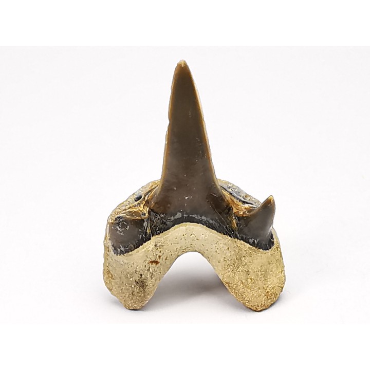 shark tooth Cretodus crassidens - Cenomanian (Texas)
