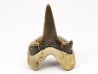 shark tooth Cretodus crassidens - Cenomanian (Texas)