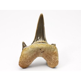 dent de requin Cretodus crassidens - Cénomanien (Texas)