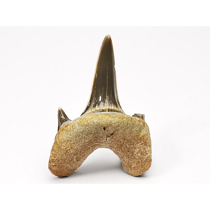 dent de requin Cretodus crassidens - Cénomanien (Texas)