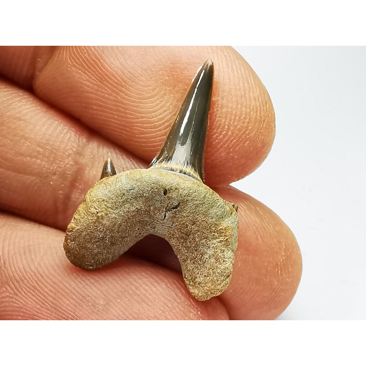 shark tooth Cretodus crassidens - Cenomanian (Texas)