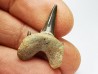 shark tooth Cretodus crassidens - Cenomanian (Texas)