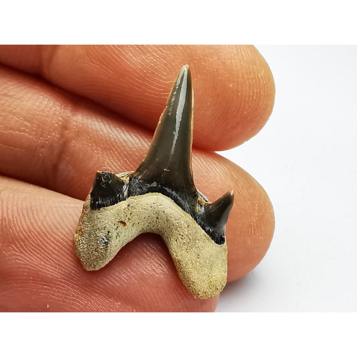 dent de requin Cretodus crassidens - Cénomanien (Texas)