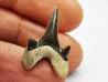 dent de requin Cretodus crassidens - Cénomanien (Texas)