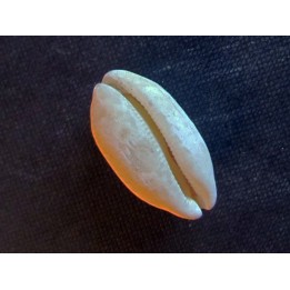 LURIA PULCHRA