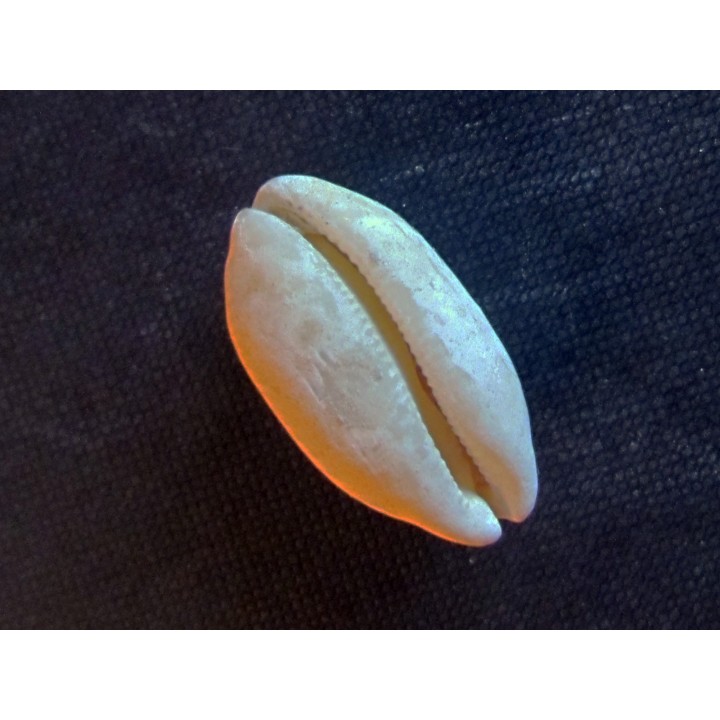 LURIA PULCHRA