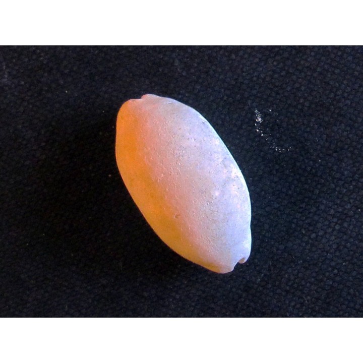 LURIA PULCHRA