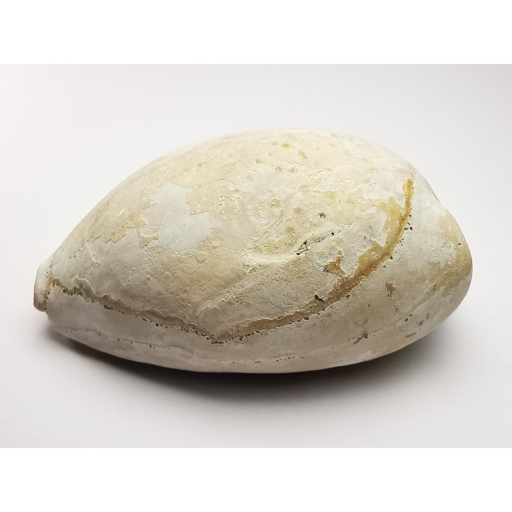 GASTROPOD: Cypraea problematica - Pleistocene - Florida, USA