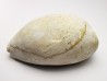 GASTEROPODE : Cypraea problematica - Pléistocène - Floride