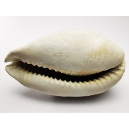 GASTROPOD: Cypraea problematica - Pleistocene - Florida, USA