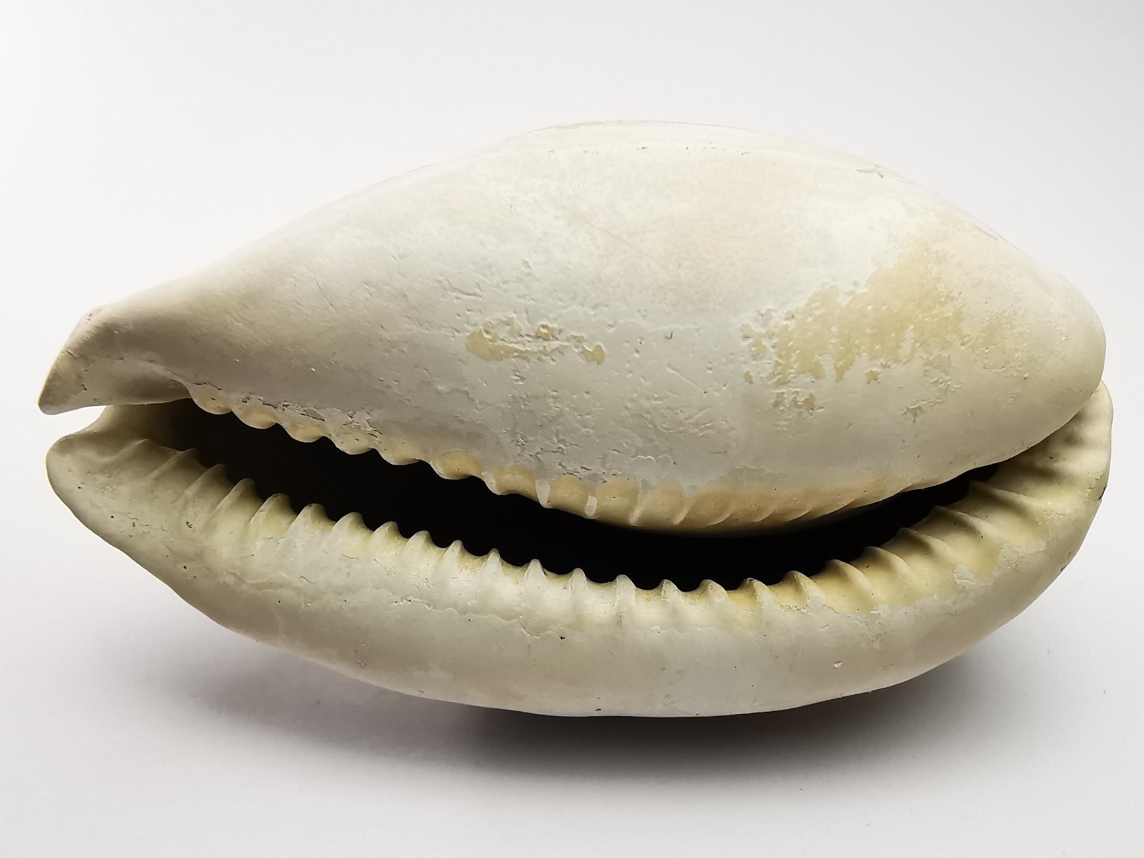 GASTEROPODE : Cypraea problematica - Pléistocène - Floride