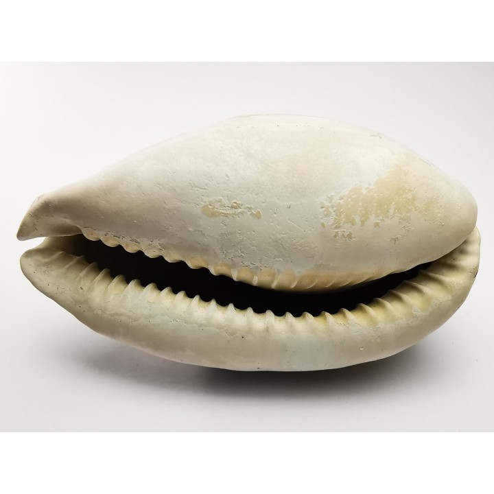 GASTROPOD: Cypraea problematica - Pleistocene - Florida, USA