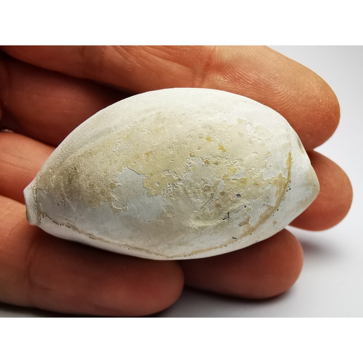 GASTEROPODE : Cypraea problematica - Pléistocène - Floride