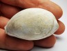 GASTEROPODE : Cypraea problematica - Pléistocène - Floride