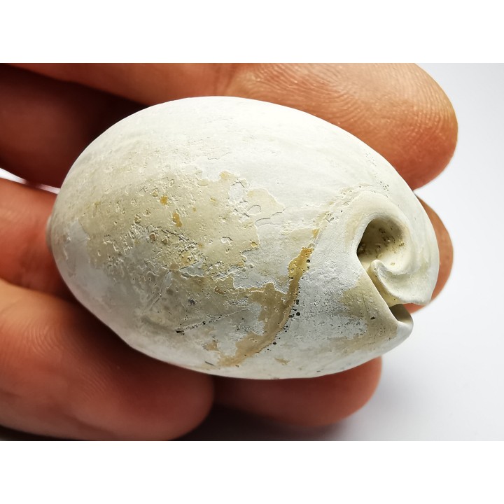 GASTEROPODE : Cypraea problematica - Pléistocène - Floride