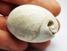 GASTROPOD: Cypraea problematica - Pleistocene - Florida, USA