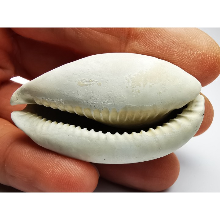 GASTEROPODE : Cypraea problematica - Pléistocène - Floride