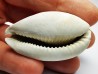 GASTEROPODE : Cypraea problematica - Pléistocène - Floride