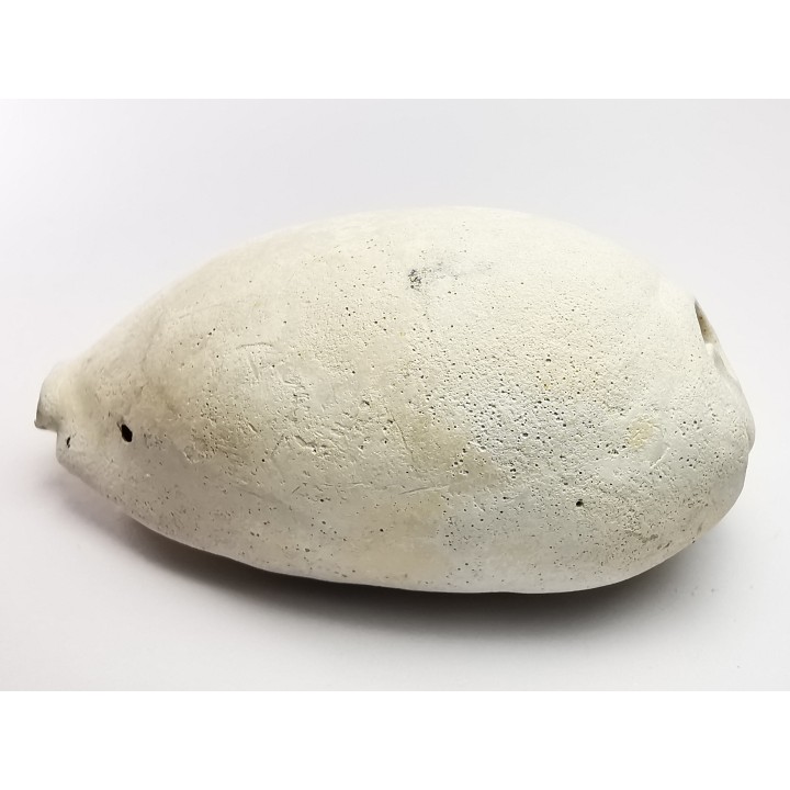GASTEROPODE : Cypraea problematica - Pléistocène - Floride